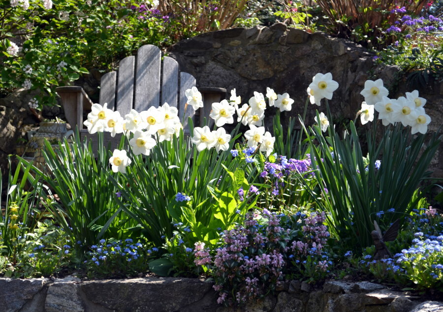Rumeno-beli cvetovi narcis zgodaj spomladi
