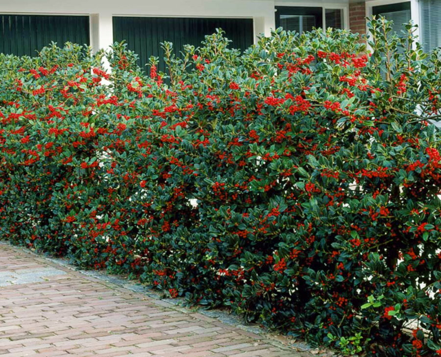 Czerwone jagody na żywej ścianie ostrokrzewu