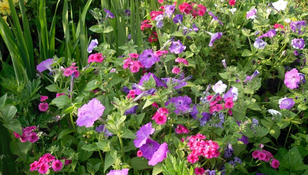 flores para decoração de jardim