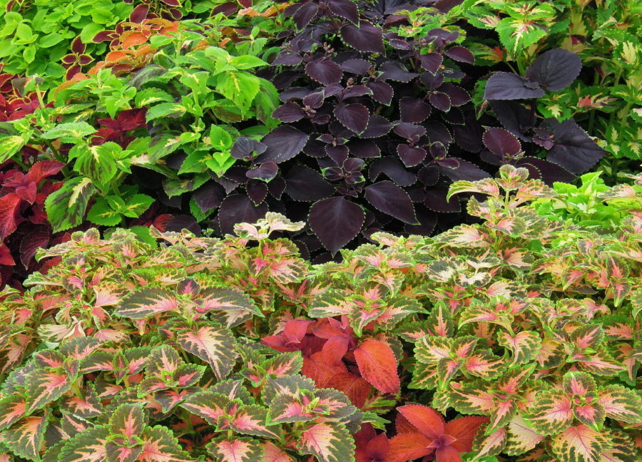 A mixture of different varieties of coleus in one flower bed