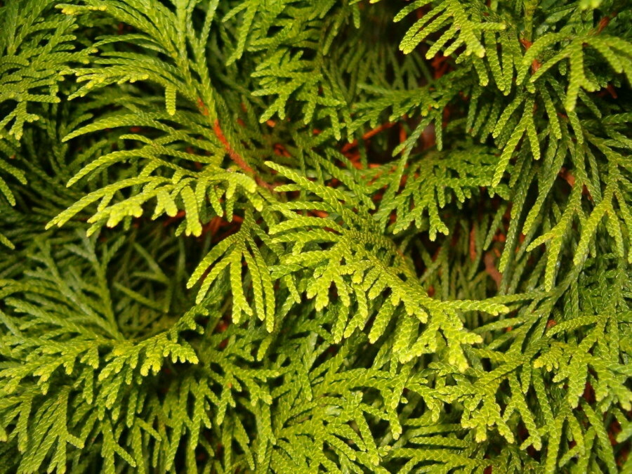 Photo of green needles of thuja western