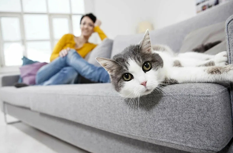 If you have animals at home, we advise you to consider flock upholstery. Wool does not stick to it, these sofas are easy to clean and are highly durable material.