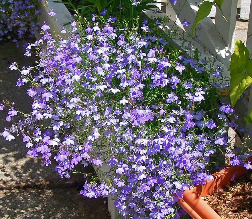 Odmiany Lobelia Fountain Blue z niebieskimi kwiatami