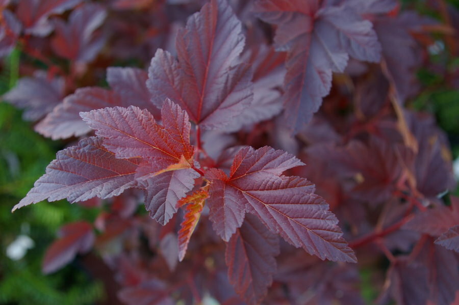 Tre flikiga blad av en rödfärgad färg på blåsans stjälkar