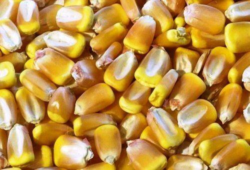 Kaip laikyti kukurūzus šviežios ir virtos formos ar užšaldyti žiemą?