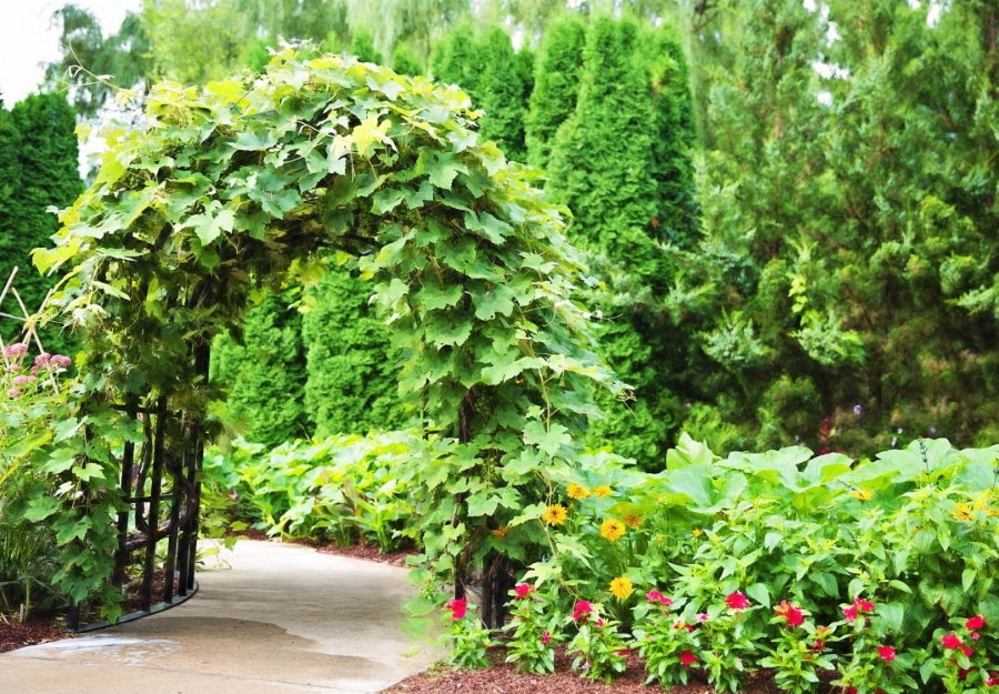 Separation arch portion with climbing plants