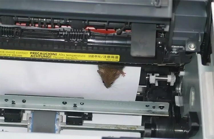 Als er miniatuurhuisdieren in huis zijn, kunnen ze gemakkelijk in de printer komen.