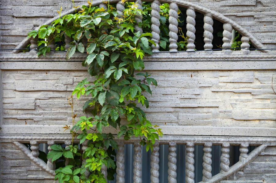 Dziewczęce winogrona na betonowym ogrodzeniu