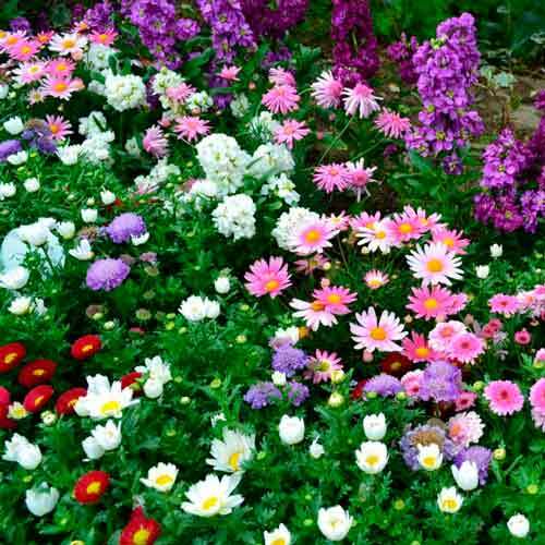 Mezcla decorativa Macizo de flores en flor, mezcla de colores