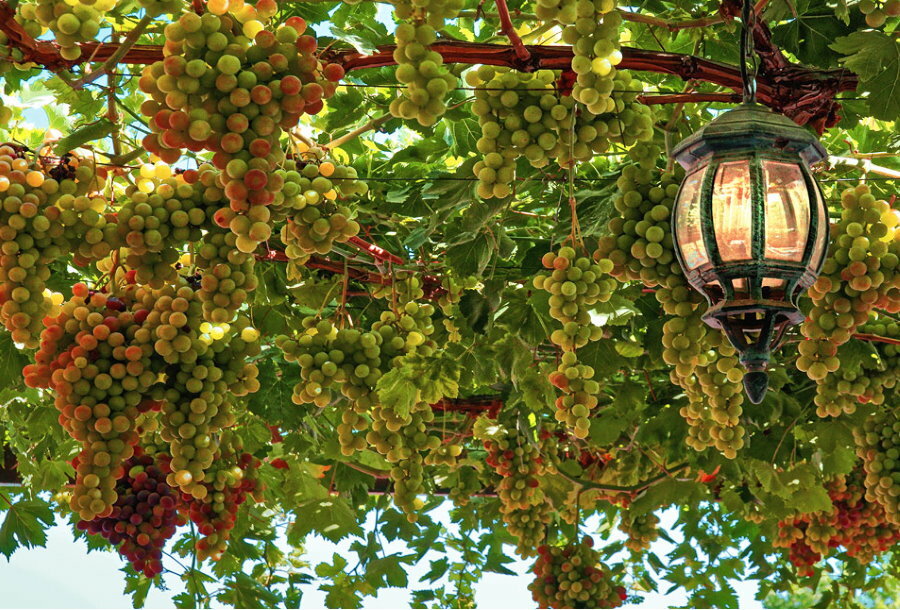 Smedet lanterne på en pergola med druer