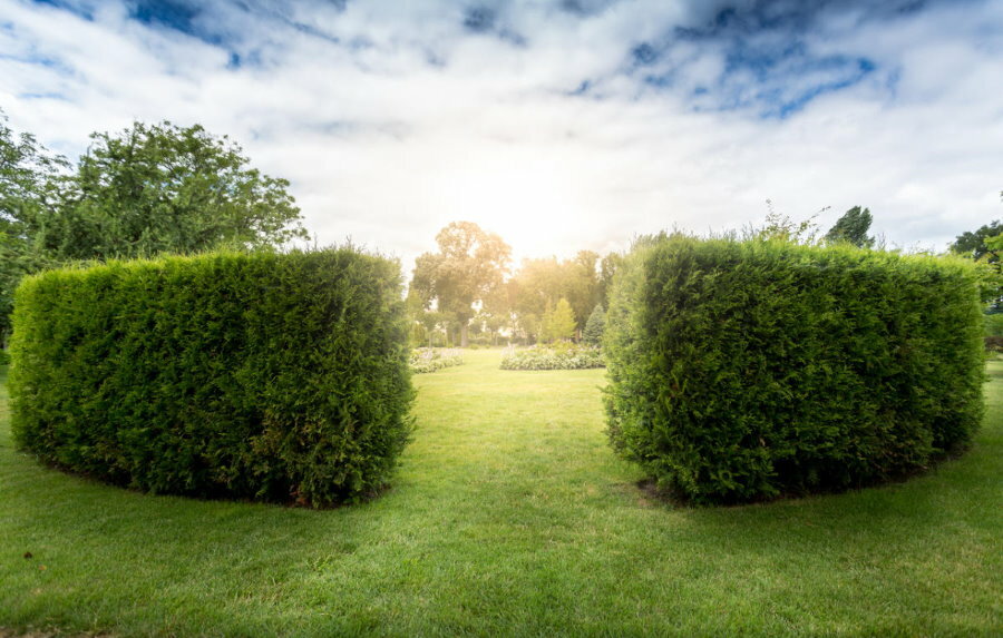 Photo of a beautiful hedge from western thuja