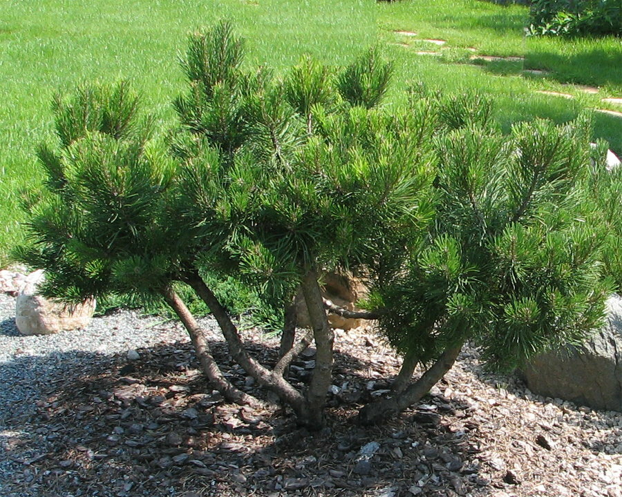 Mountain pine bonsai at their summer cottage
