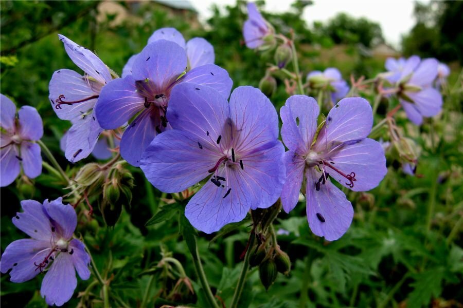 Zili violeti ziedi ar tumšiem putekšņiem uz pļavas ģerānijas