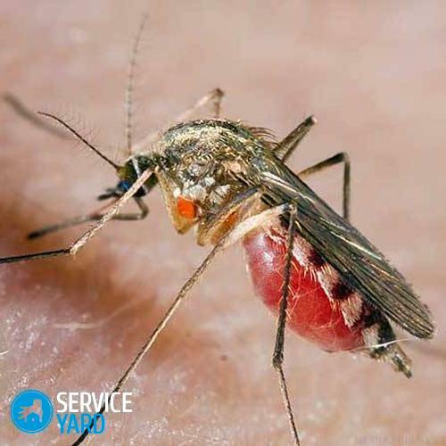 Skydd mot myggor
