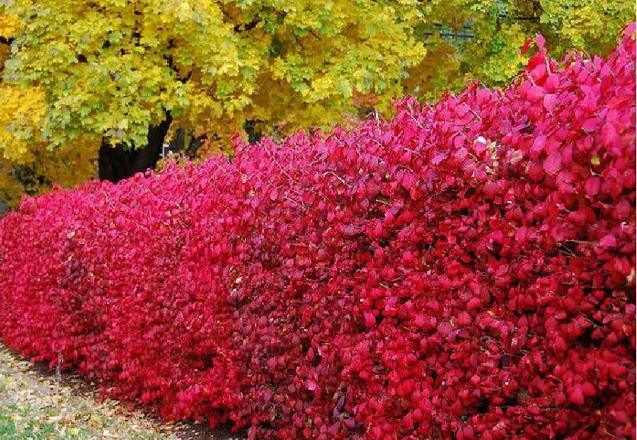 Foto de una pared viva de agracejo en otoño.