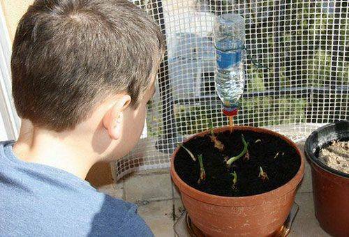 Automatisk vanning for blomster - hvordan du redder planter fra tørking i ferien?