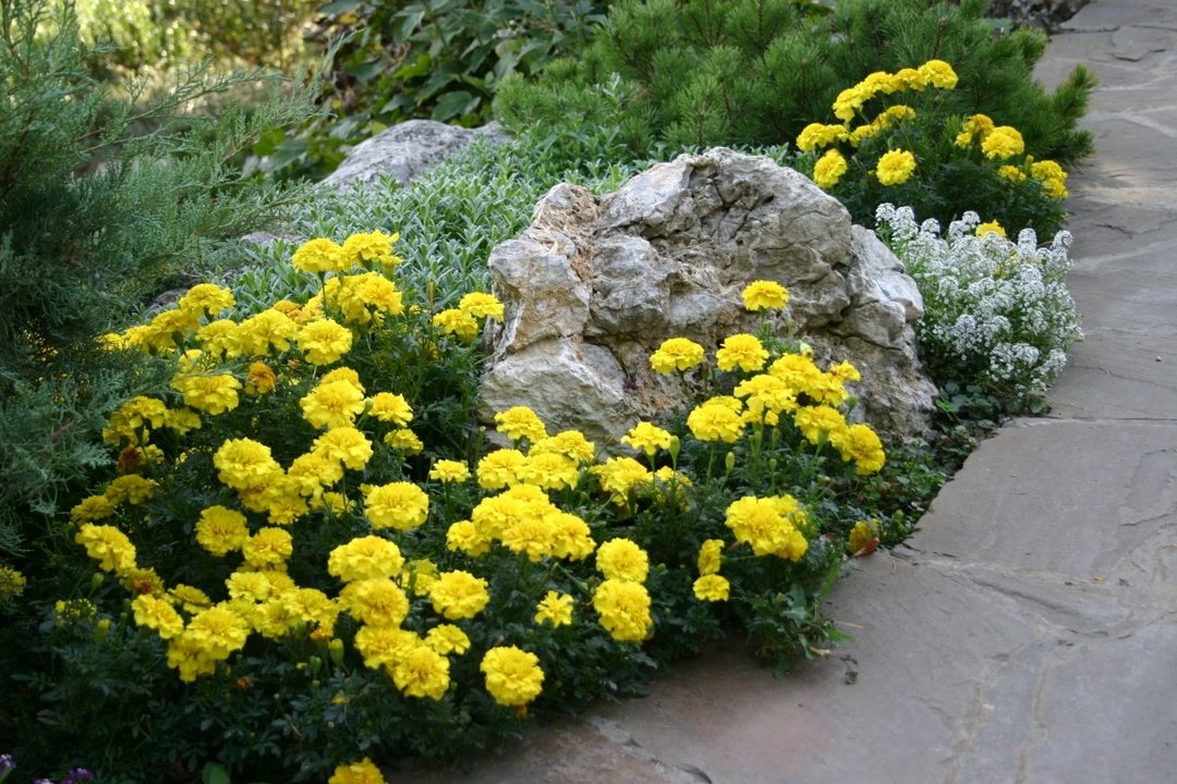 Helle gelbe Ringelblume auf einem Bett mit einem Stein