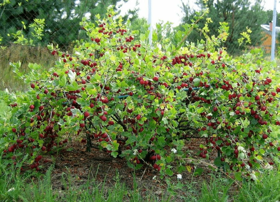 Amadurecendo frutas em um arbusto de groselha