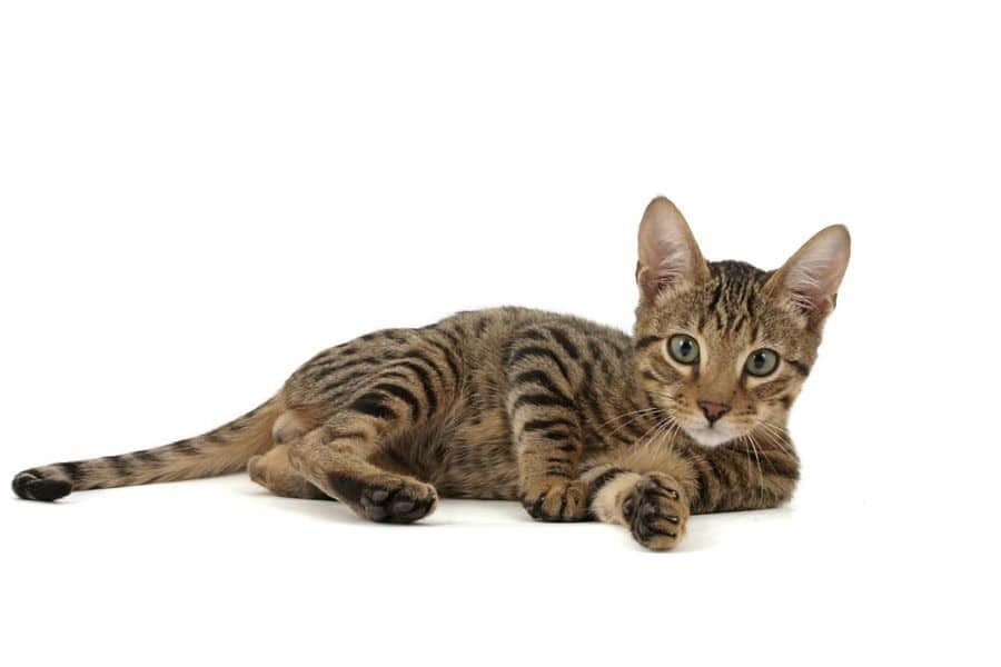 Top 10 Las razas de gatos más caras del mundo
