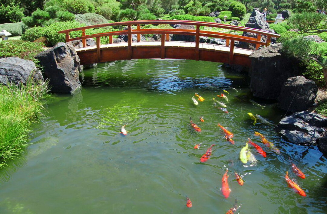 Holzbrücke über einen Teich mit Fischen