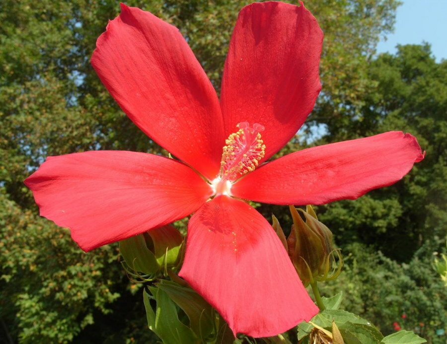 Skarlagens farve på blomsten af ​​hybridhibiscus Rusanov