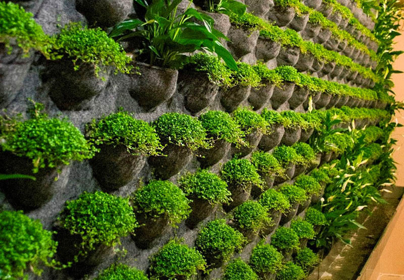 Una pared verde de plantas se verá bien en todos los casos, solo necesita pensar y crear una composición clara. No coloque las flores al azar; es mejor si se plantan en hileras iguales
