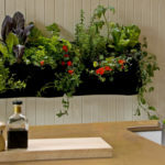 Plants in the kitchen