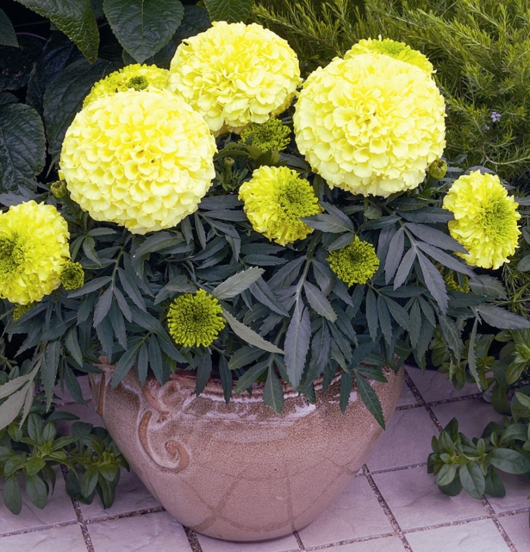 Yellow terry marigold in a ceramic pot