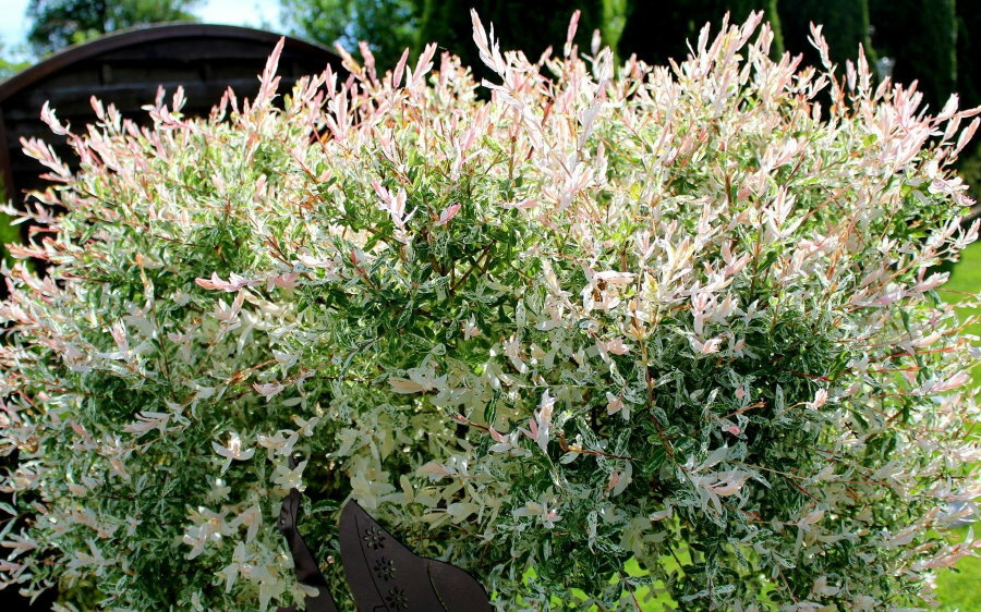 Hakuro Nishiki willow bush with variegated leaves