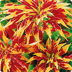 זרעים תאורה Amaranth tricolor, 0.1 גרם גבריש