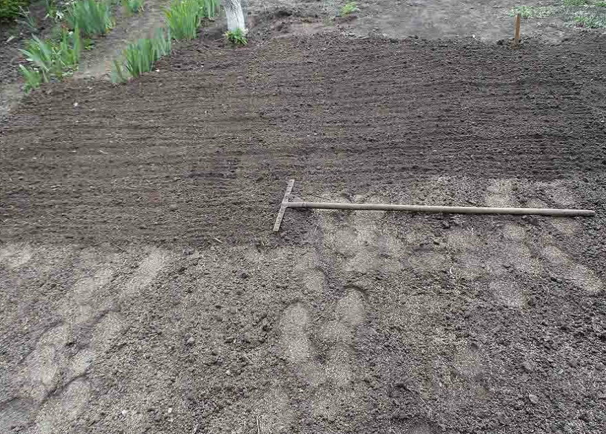 Wyrównywanie powierzchni gleby pod trawnikiem za pomocą grabi