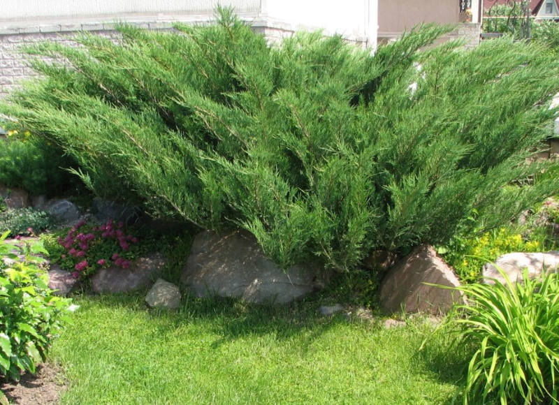 Arbusto de zimbro cossaco no jardim