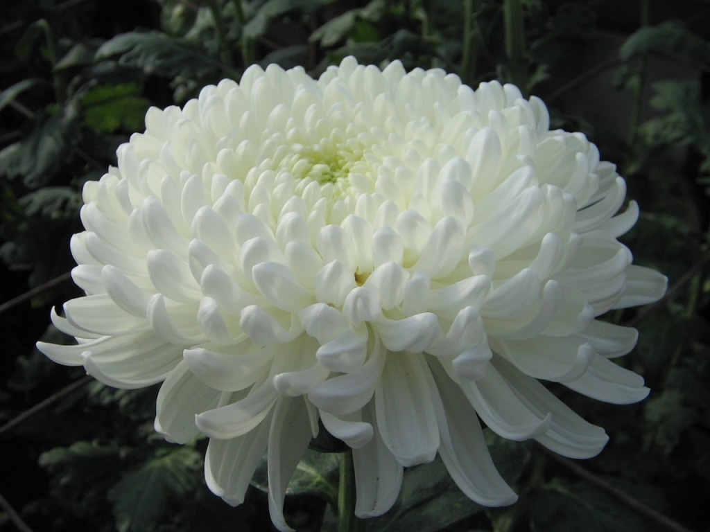 Bílý chryzantémový květ domácí odrůdy Anita