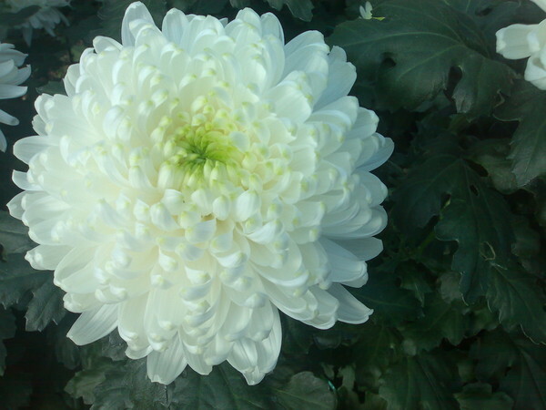 Velký květ chryzantémy odrůdy Resolut