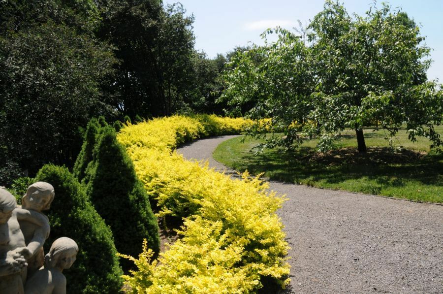 Yellow barberry in garden landscape