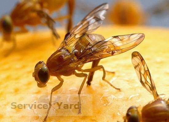 Drosophila - hur man kan bli av med?