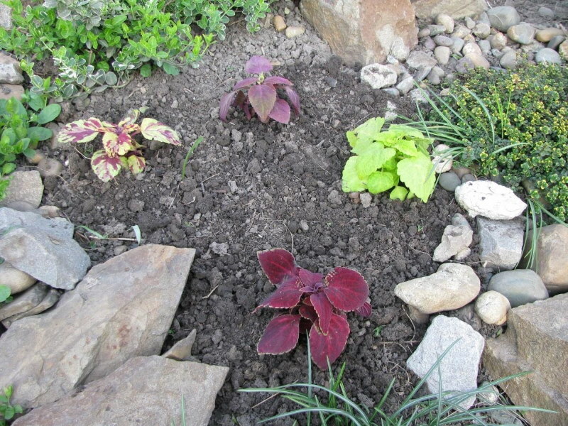 Coleus after planting in the open ground of a garden plot