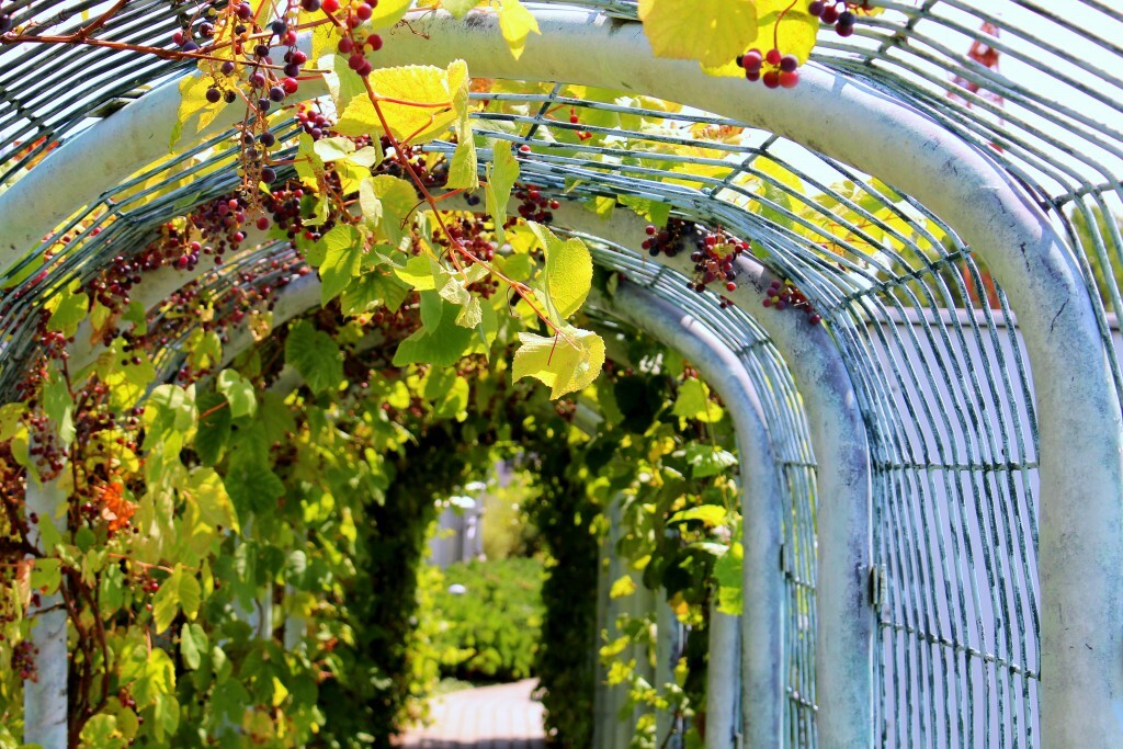 Arco de tubo grueso para uvas híbridas