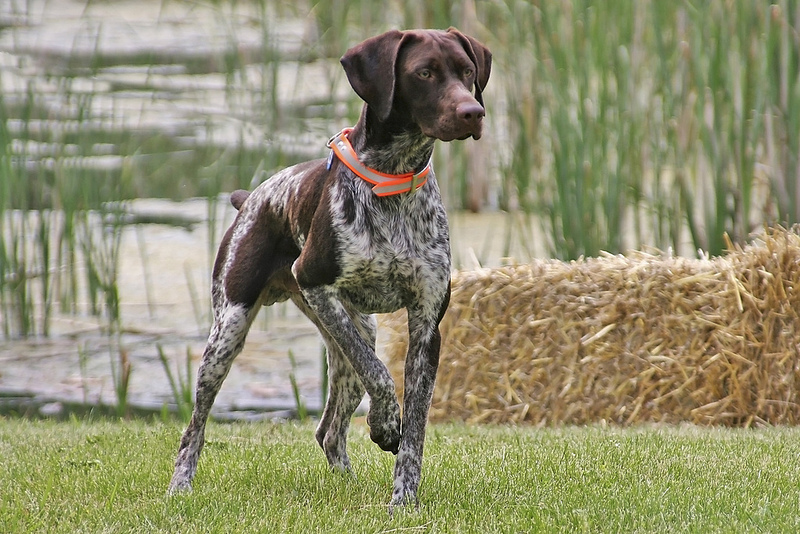 The most intelligent breeds of dogs. Top 26( with photos)