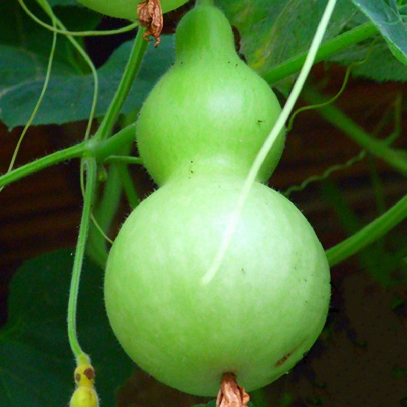 Çanta Şişe Kabak Tohumları Yıllık Ev Bahçesi Güzel Süs Bitkisi Tohumları Yeşil Sağlıklı Sebze Tohumları