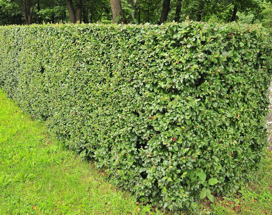Fast growing cotoneaster hedge