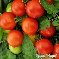 Semená. Tomato Peach red F1 (15 kusov)