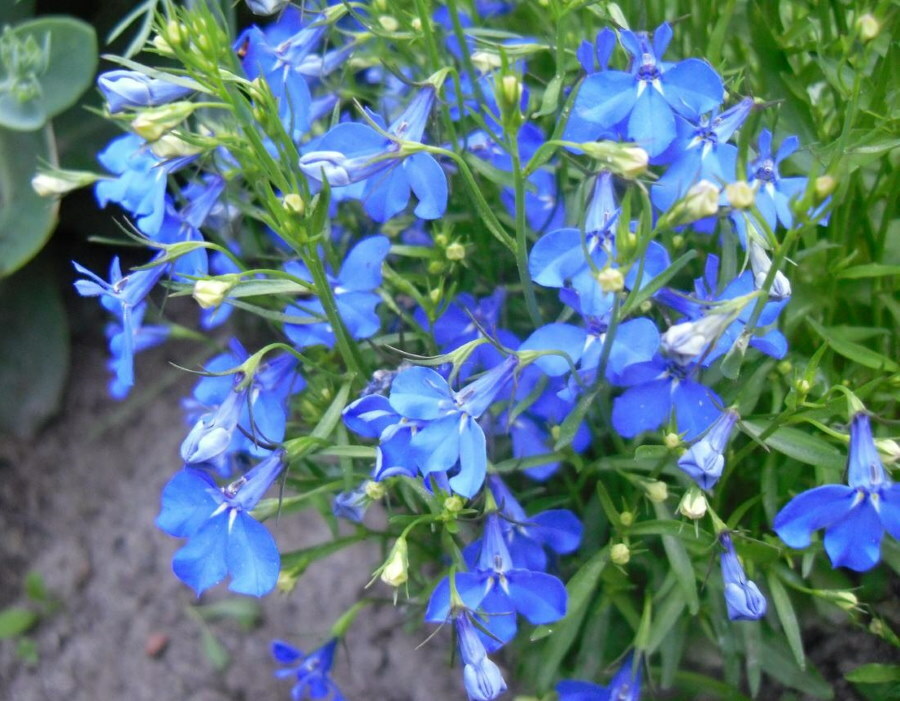 Blå blommor på en lobeliabuske från familjen klockblommor