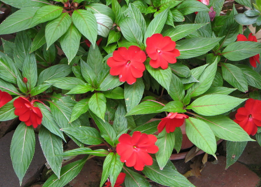 Červené kvety na balzamovom kríku Hawker