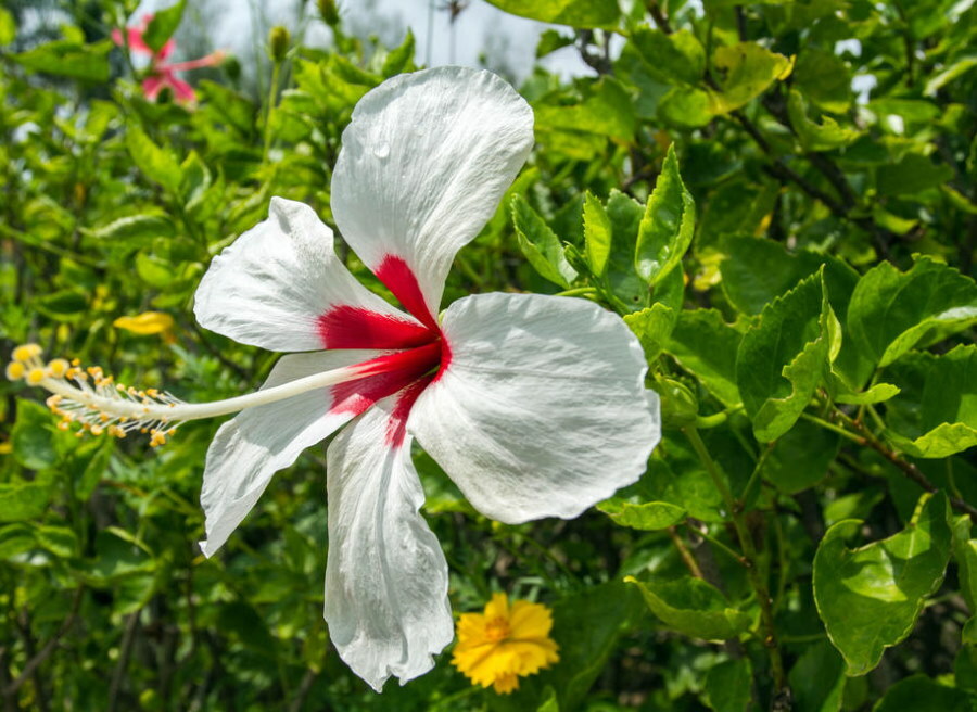 Witte hibiscusbloem met een rood hart
