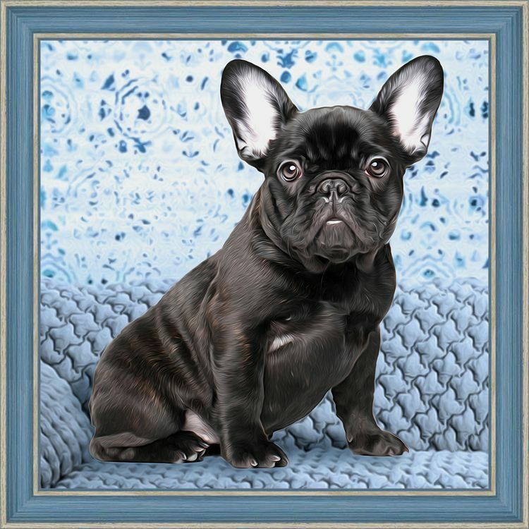 Diamond embroidery " Bulldog"
