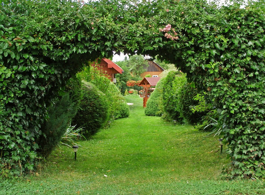 Arch in a hedge of evergreen climbing plants