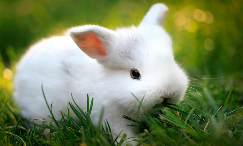 Das beste Futter für dekorative Kaninchen