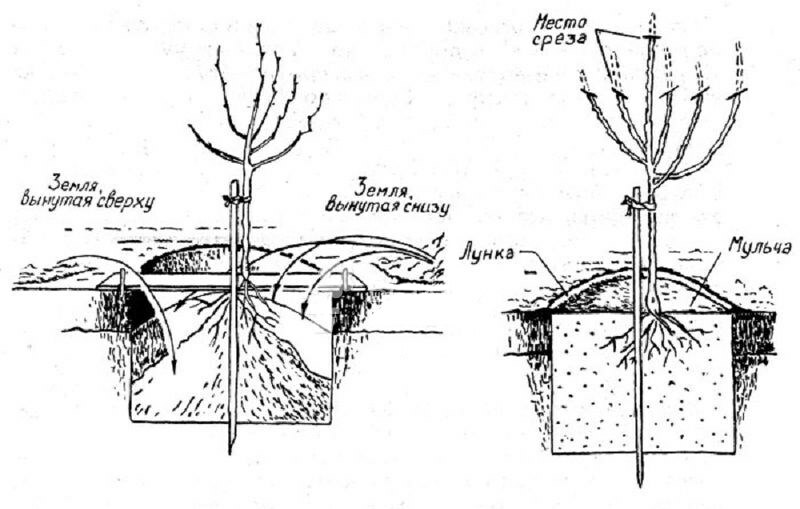 Schéma de plantation d'un plant de coing dans un sol fertile
