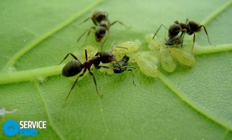 Come sbarazzarsi di formiche con l'aceto?